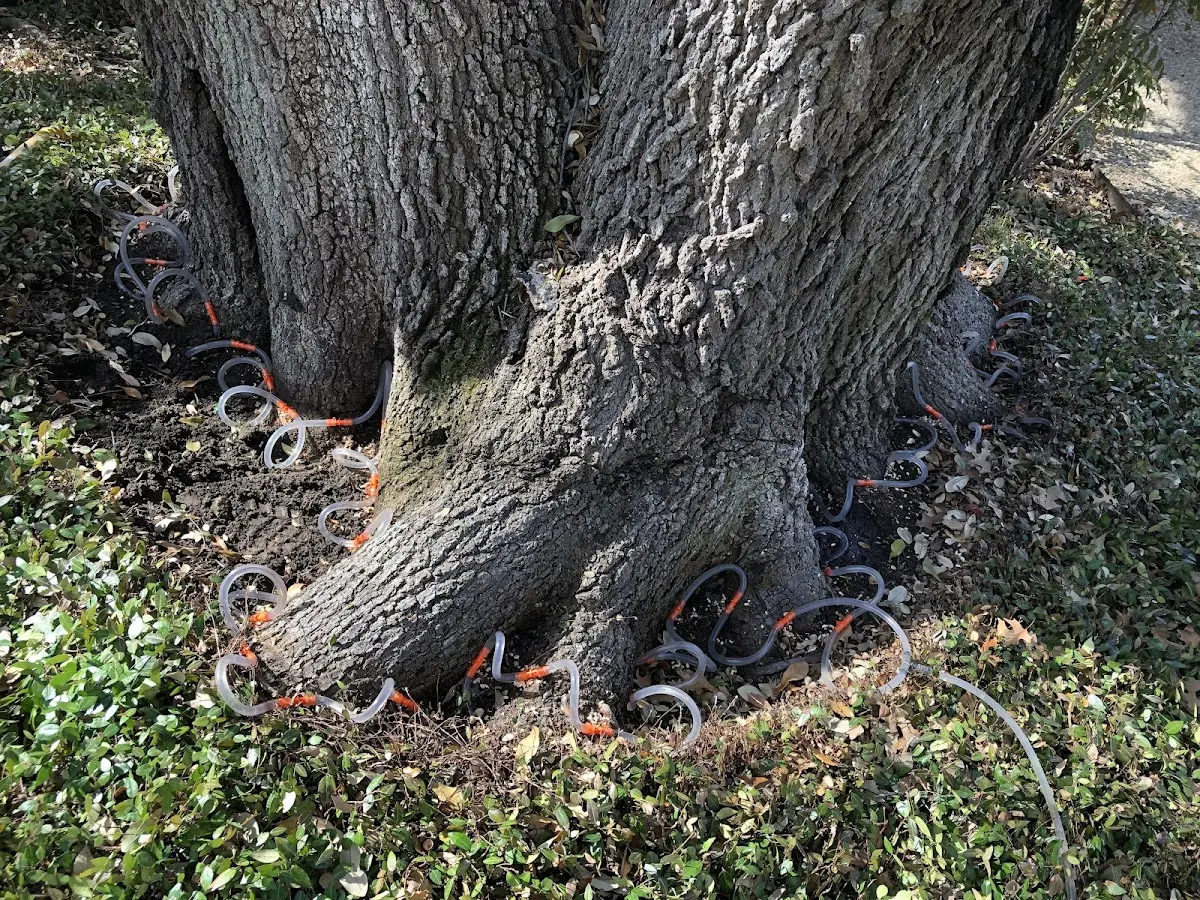 Detailed Tree Cabling and Bracing job site in Weehawken
