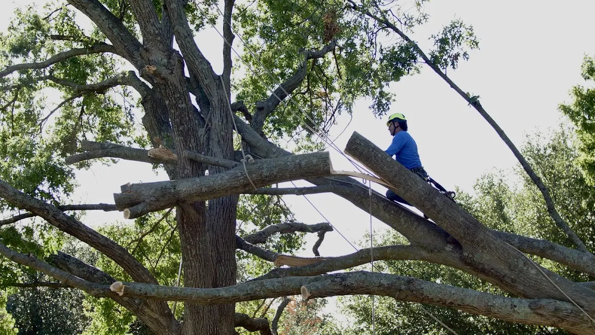 Professional Crown Thinning performed by certified arborists in Weehawken
